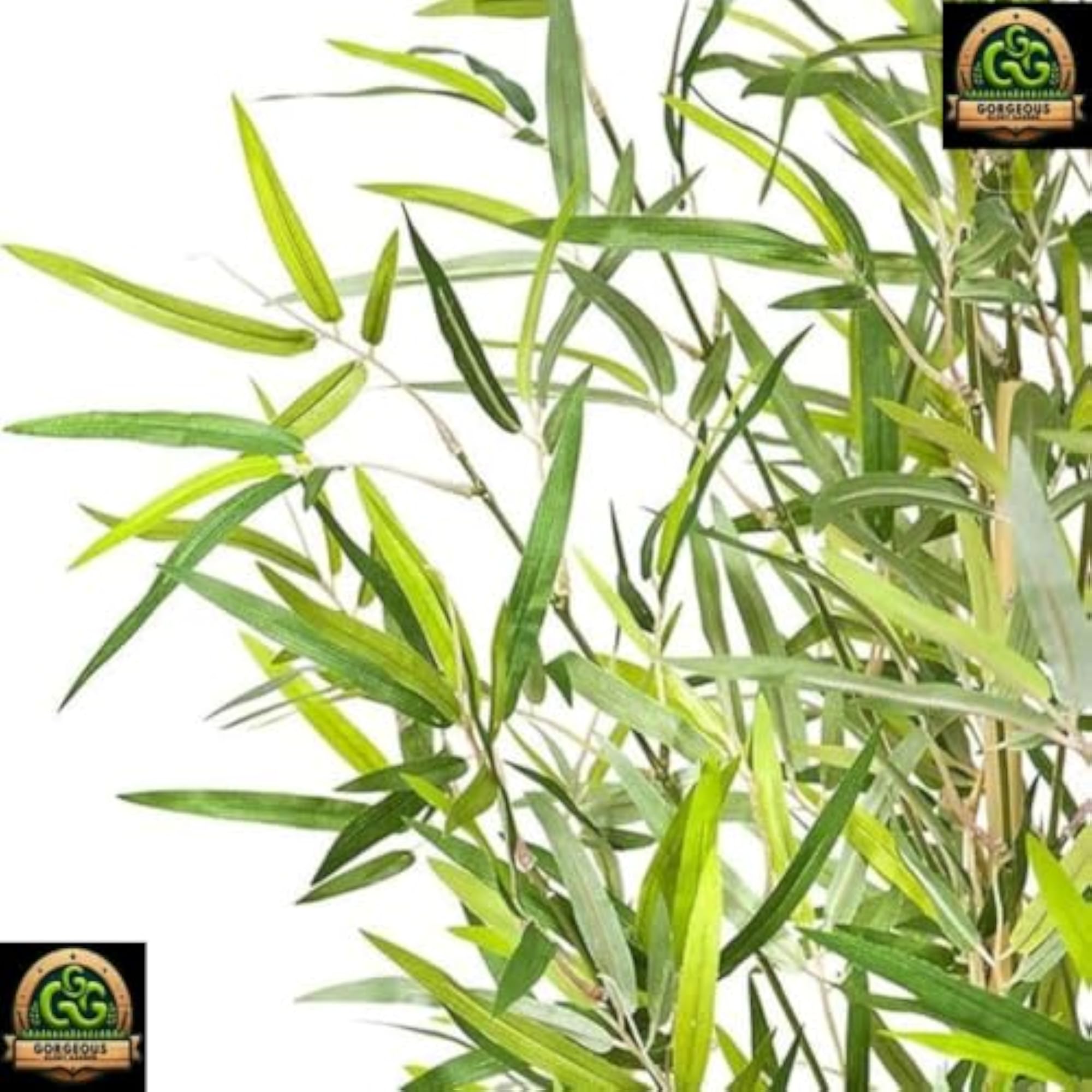 Live Bamboo Plants for Home Decoration