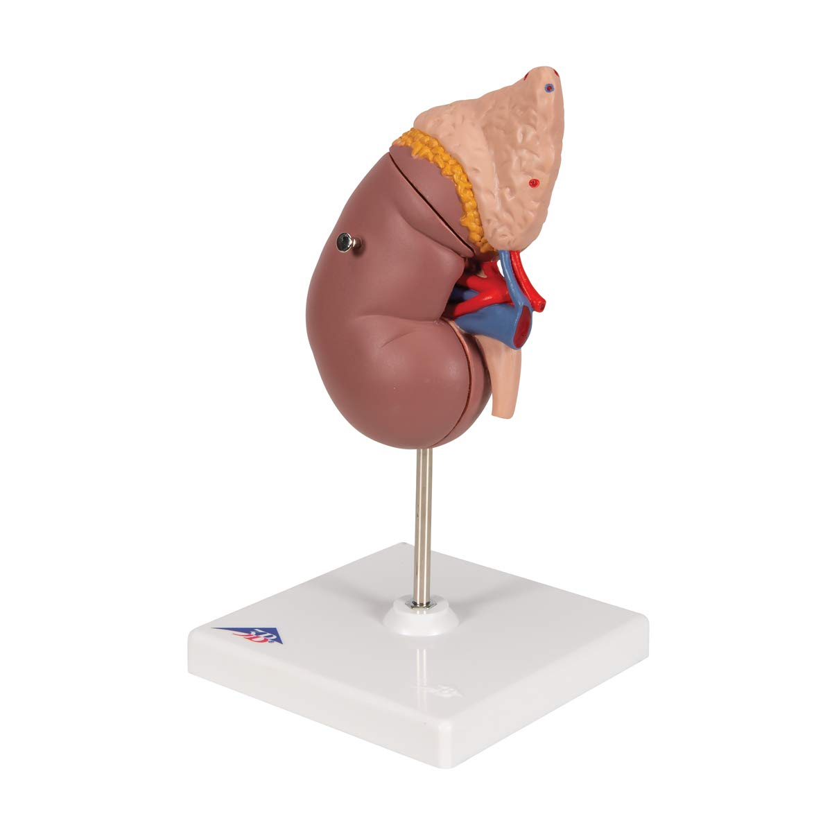 3B Scientific Menschliche Anatomie - Nierenmodell mit Nebenniere + kostenlose Anatomie App - 3B Smart Anatomy, K12