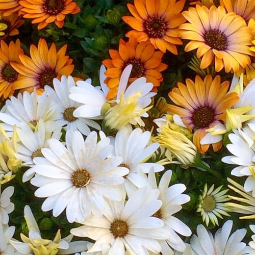 Semi di Margherita Africana o Dimorfoteca, miscuglio di Fiori ideali per Aiuole, Bordature e Vaso, Semi rari African daisy seeds