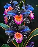 Cymbidium Rhizome,Winterharte,Winterhart TopfRhizome,Winterhart MehrjäHrig,Cymbidium Rhizome-3 Rhizome-G