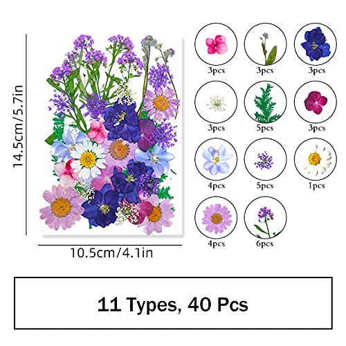 Flores secas prensadas naturales para manualidades 70 piezas miniatura 3