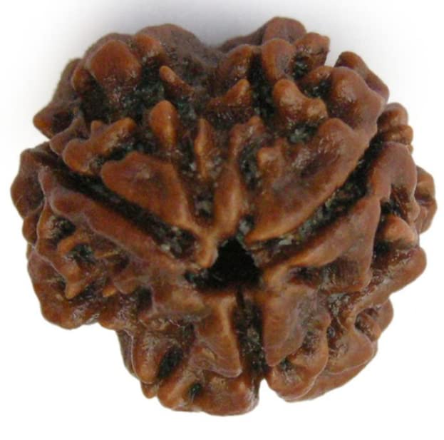 Astro Cart 3 Mukhi Rudraksha Pendent Nepali ब्राउन तीन मुखी रुद्राक्ष Teen|Tin Mukhi Rudraksha Original Certified 3 मुखी रुद्राक्ष ओरिजनल Three Mukhi Rudraksh Blessing Shiva for jap 1