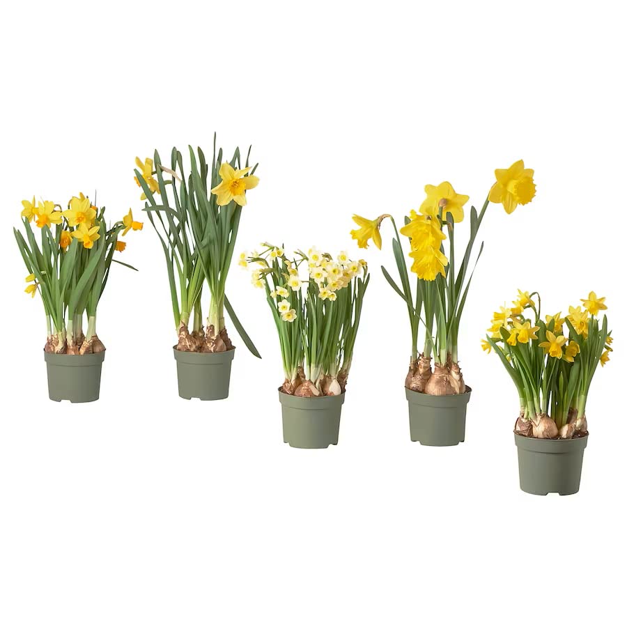 Bulbos de Narciso - PACK 5 PLANTAS - Bulbos de Flores Naturales para Exterior, Terraza y Jardín