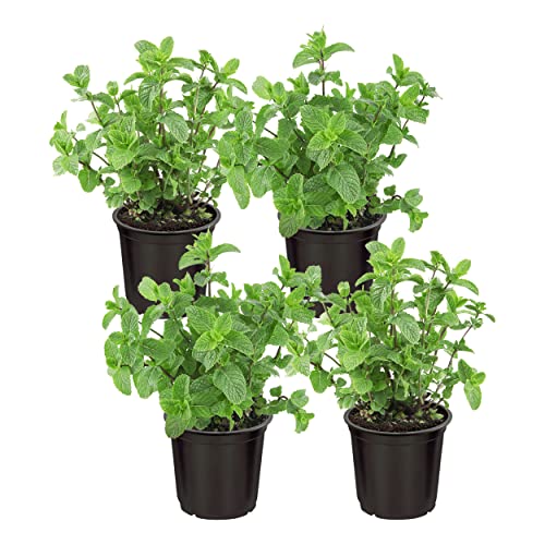 Live Aromatic and Edible Herb - Mint (4 Per Pack), Naturally Improves Breathing and Air Quality, 8' Tall by 4' Wide