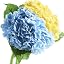 Blue | Yellow