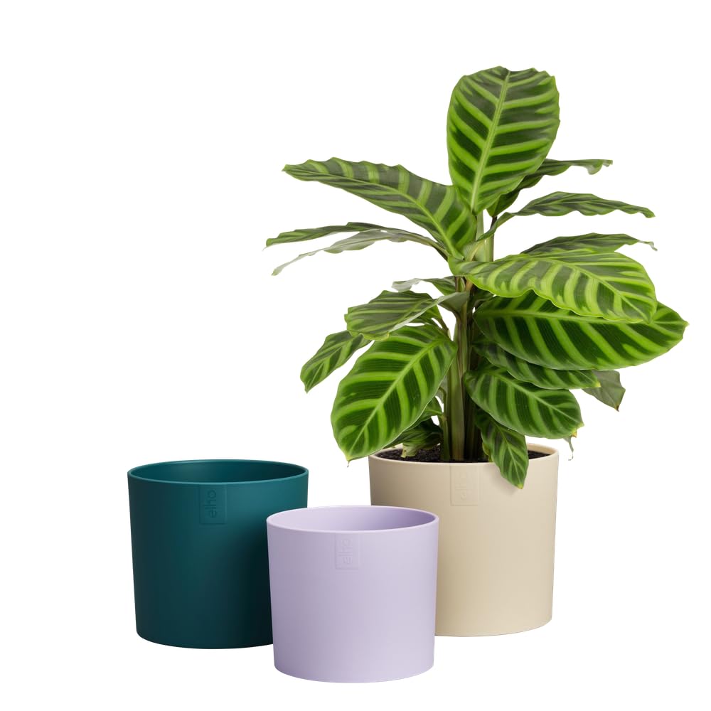 elho Lex Pott set of 3 - Plant Pots Indoor - 100% Recycled Plastic - diameter 11, 13 and 14 cm - White/Velvet Cream - Image 3
