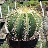 Notocactus magnificus or Parodia magnifica