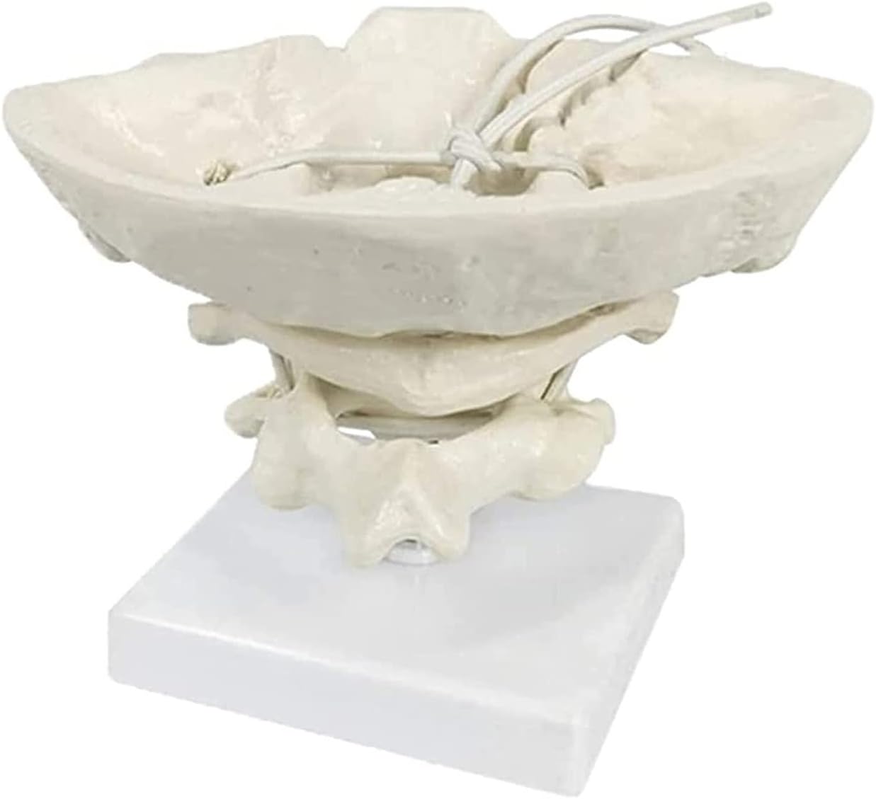 Cervical Spine Model Occiput Model Functional Movable Occipital Model for Educative Human Occipital Bone Belt Atlas and Axis Model Skeleton Specimens Anatomy Model