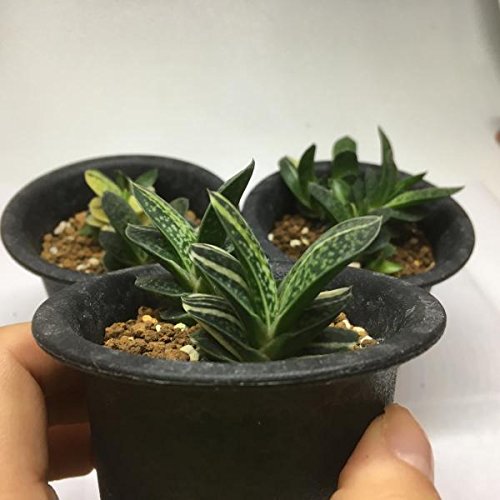 Amazon.co.jp: 多肉植物：ガステリア 子宝錦*幅3cm: ホーム