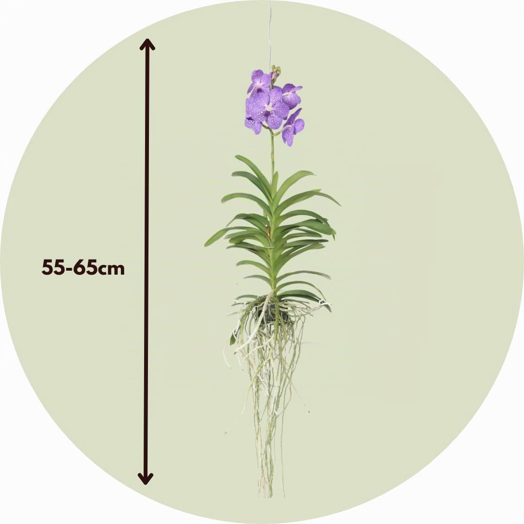 Plant in a Box - Orchidée Vanda - Bleu - L - Hauteur 60cm