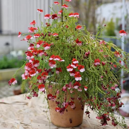 semillas de la planta espejo elfo jardín jardín cobertura del suelo pasto de flores cortadas, sala de estar decoración de balcones bonsái 30pcs