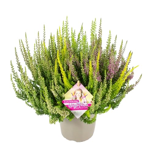 Calluna Mix - Planta Ornamental para Jardines - Color Variable