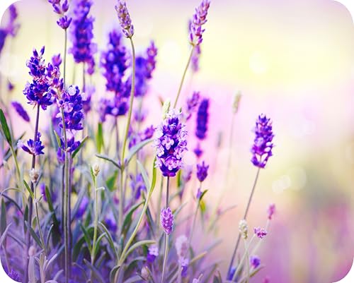 Large Glass Worktop Saver | Cutting Board - Lavender Flowers - 50 x 40cm by Pearl Glass