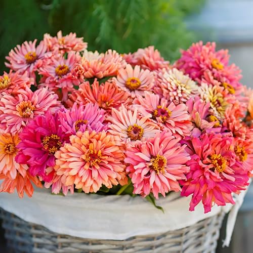 KVITER 1000 Mix Giant Cactus Zinnia Seeds for 2025 Bulk (Zinnia Elegans) – Zinnia Mix Garden Seeds, Organic & Non-GMO – Ideal Giant Zinnia Flower Seeds for Planting in Outdoor Garden & Containers