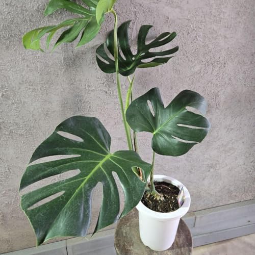 観葉植物 デリシオーサ モンステラ」の人気商品一覧 | 安い商品を通販