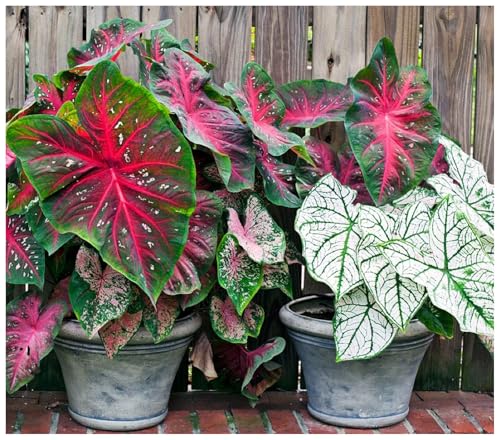 Exotica Tropicals Professional Nursery Grade Caladium Fertilizer 4 LB Six Month Slow Release Angel Wing Plant Food