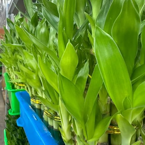 Ny City Succulents Live Two Tier Lucky Bamboo Plant - Bundle Of 15 Stalks - Easy To Grow, Air Purifying, Live Indoor Houseplants Flowers For Home Office Wedding Decor & Giftable thumb #5