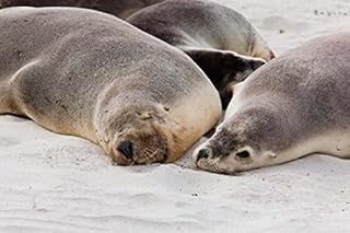 Posterazzi Australian Sea Lion Kangaroo Island South Australia Poster Print by Martin Zwick, (29 x 19)