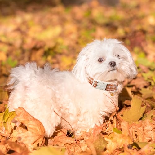 Image of Fall Plaid Dog Collar with Maple Leaf Charm - Adjustable Autumn Checkered Dog Collar for Small Medium Large Dogs, Soft Cotton Puppy Collars with Quick Release Buckle and Metal D-Ring