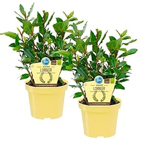 Unsere-Gaertnerei-Mueller Bio Gewürzlorbeer 2er Set