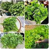 Semillas de cilantro perenne resistente, de Semillas cilantro orgánico, resistentes para el jardín interior variedades antiguas verdes jardín 800pcs