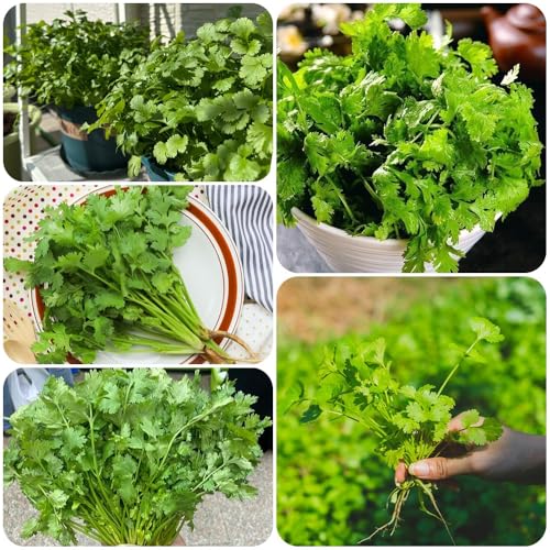 Semillas de cilantro perenne resistente, de Semillas cilantro orgánico, resistentes para el jardín interior variedades antiguas verdes jardín 800pcs