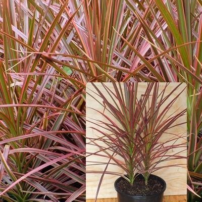 Dracaena Marginata Colorama - Tri-Color Dragon Tree Houseplant From Jm Bamboo #TOP1