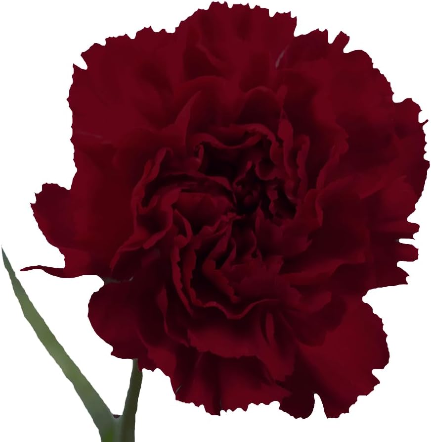 GlobalRose 100 Burgundy Carnation Flowers - Responsibly Sourced Carnations Fresh Flowers - Hand-Picked Fresh Bouquet for Graduation, Anniversary, Birthday & Special Occasions (4 Bunches of 25 Stems)