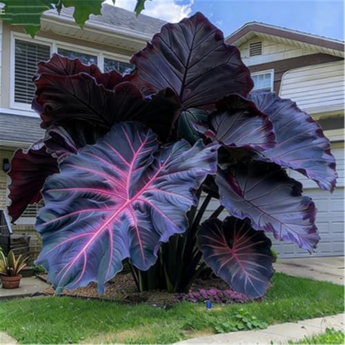 MEDSYTIJD Black Elephant Ear for Planting - Magical Hardy Balcony