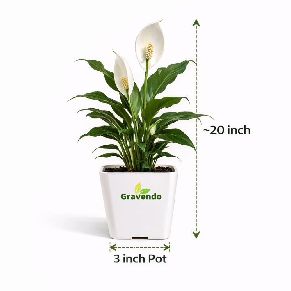 Peace Lily Plant - Air Purifying & Easy Care -2