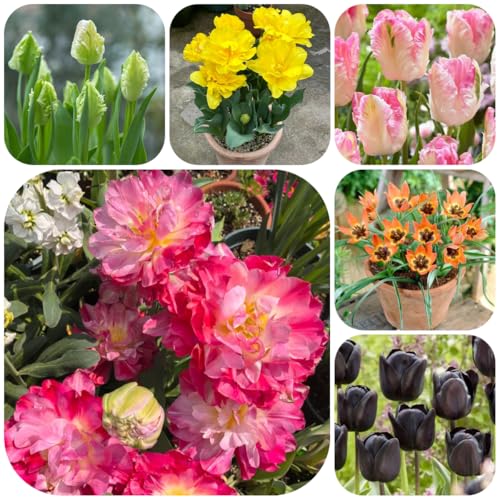 bulbi di tulipano perenni resistenti, resistenti, giardino tulipano da balcone, decorazione giardino esterno aconito invernale, balcone trice 2pcs