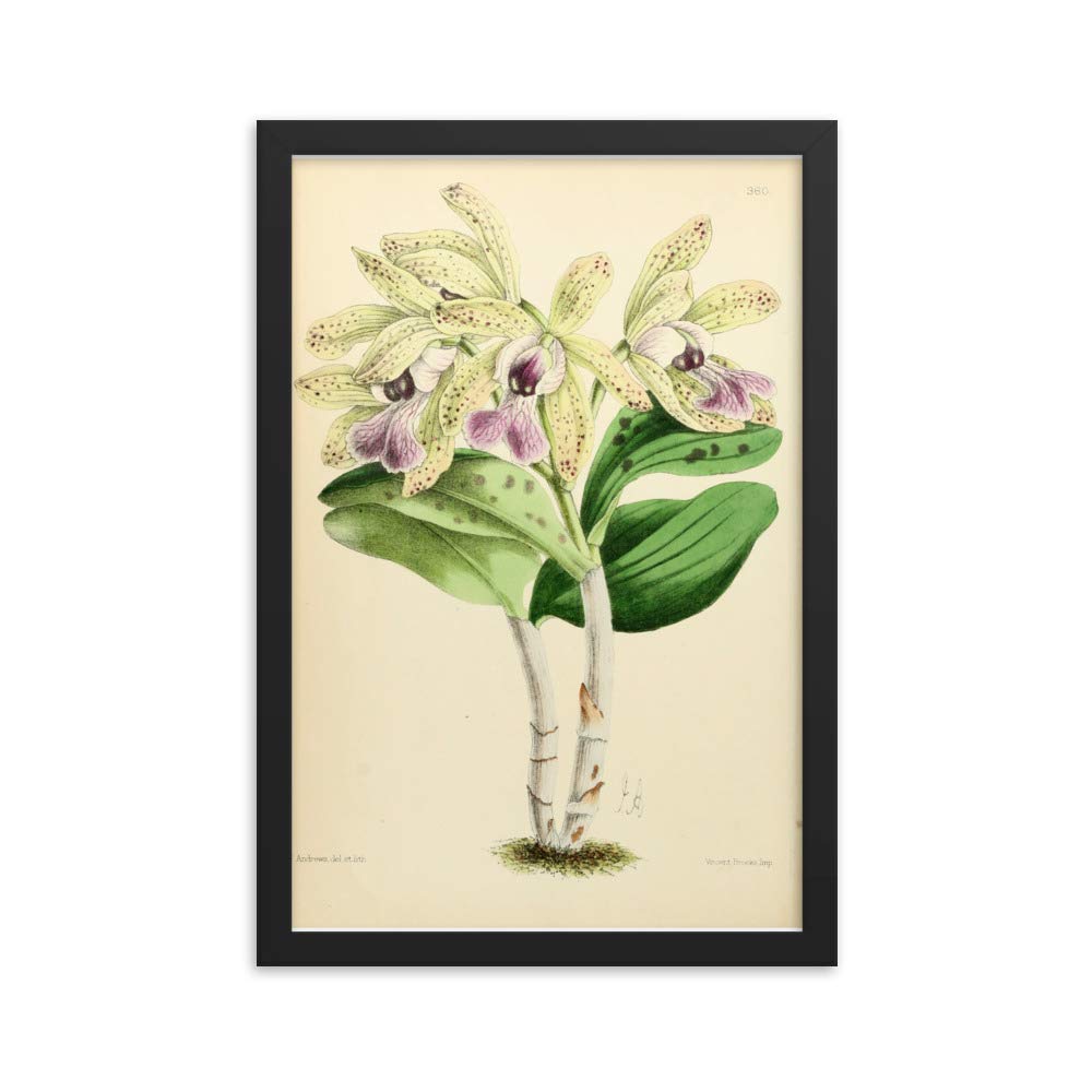 Affiche Cattleya Brabantise de collection botanique vintage cadre premium