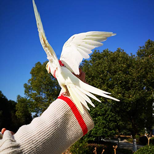 Vanfavori Adjustable Bird Harness With 80 Inch Leash, Outdoor Flying Training Rope Kit For Bird Parrots S Size Weight 75-110 Grams, One Piece(Colors May Vary) #TOP5