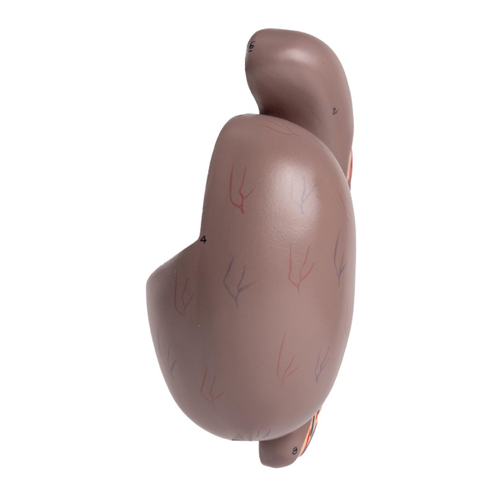 Ludzki model anatomii jąder, męskie narządy rozrodcze Model anatomiczny do nauki Edukacja Pomoce dydaktyczne Demonstracja Wyposażenie laboratorium naukowego dla szkoły