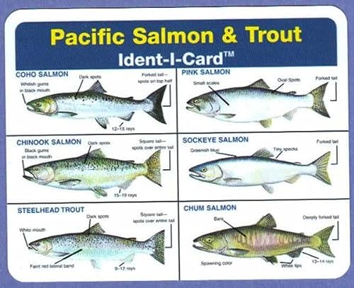 Ident-I-Cards Pacific Salmon and Trout Freshwater Fish Identification Card