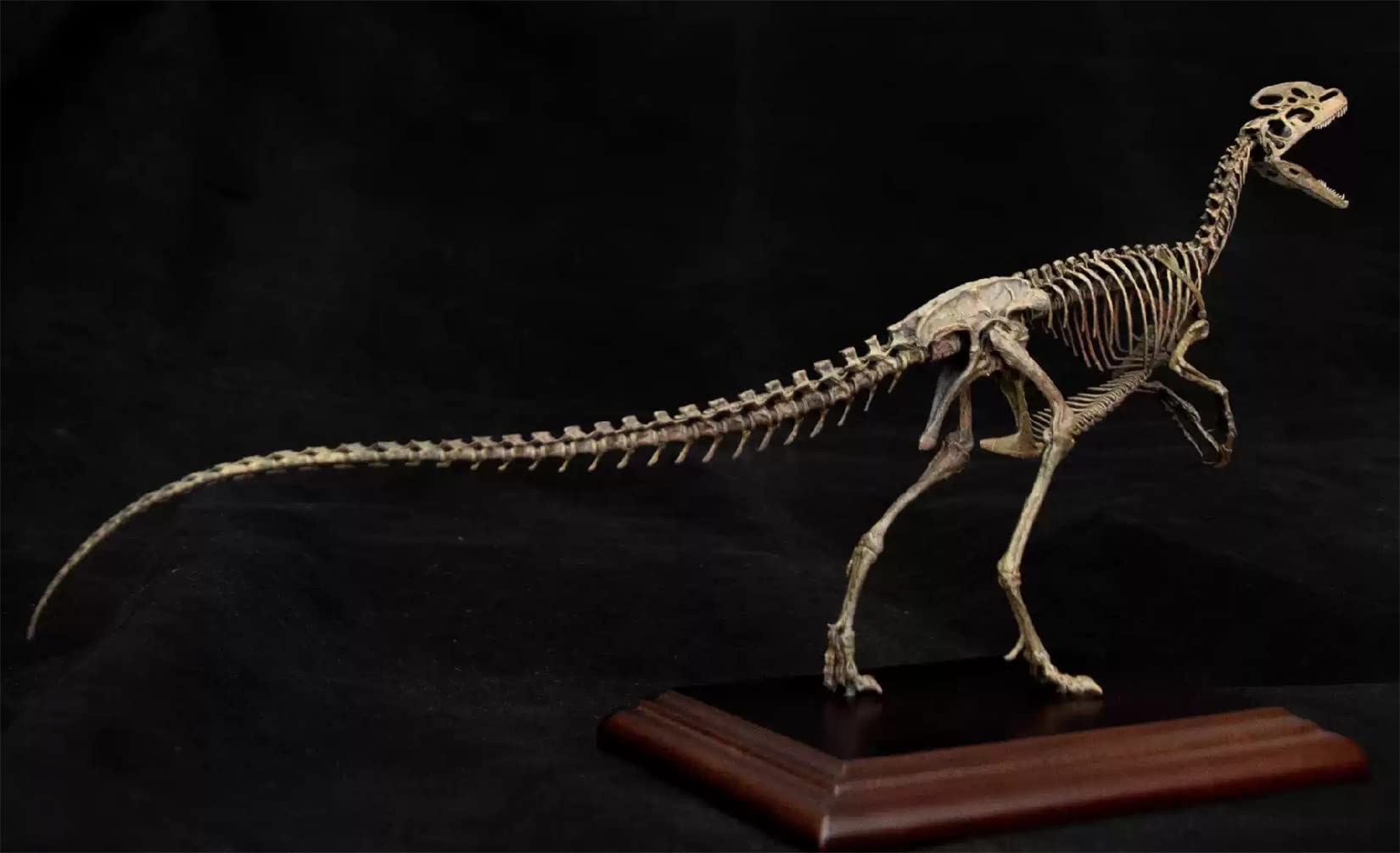 ヴェロキラプトル 骨格モデル No.001 恐竜骨格フィギュア Amazon | 恐竜骨格フィギュア ヴェロキラプトル