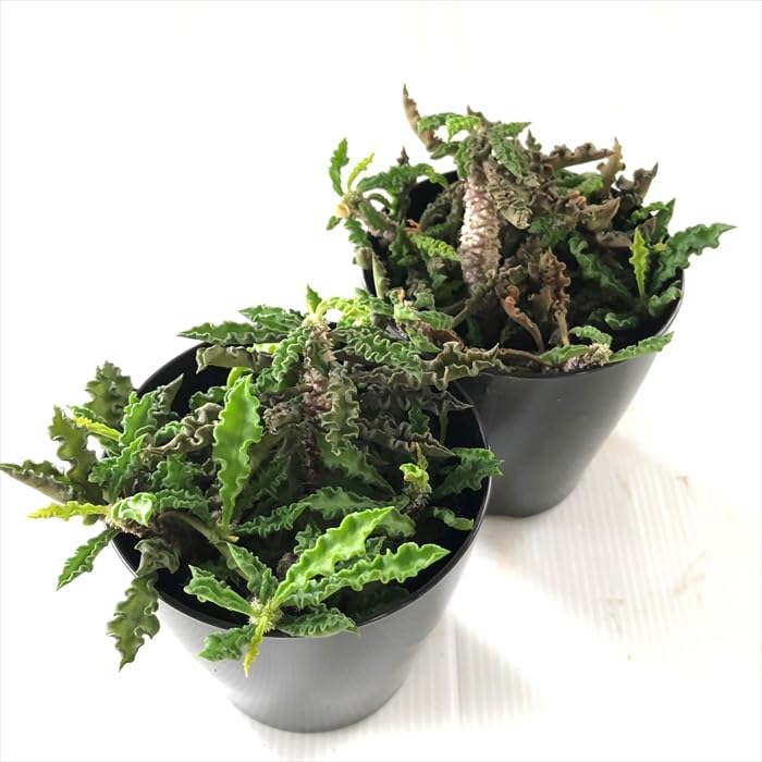 Amazon｜多肉植物 sdユーフォルビア デカリー 7.5cmポット 多肉植物
