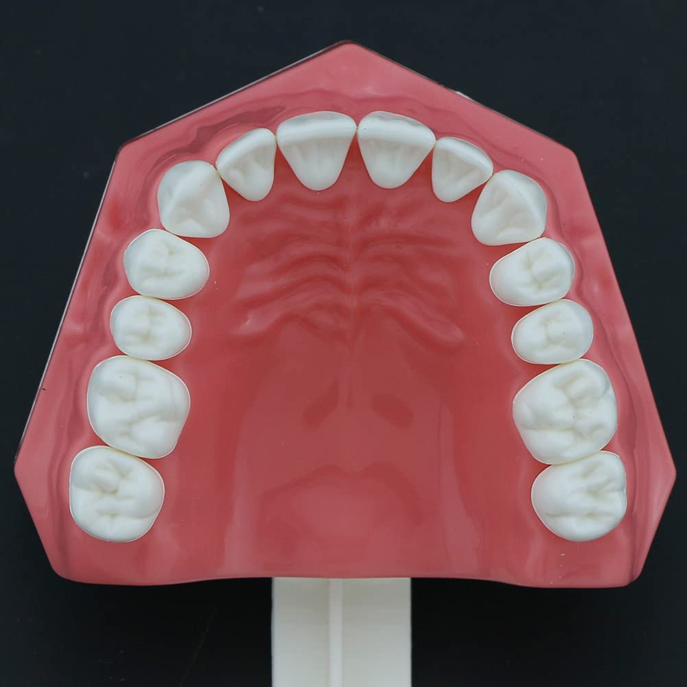 Dentysta, Model Dentystyczny, Model Dentystyczny, Demonstracyjny Model Zęba Do Nauki, 28 Zębów, Model Zębów Do Nauki, Demonstracyjny Model Zębów