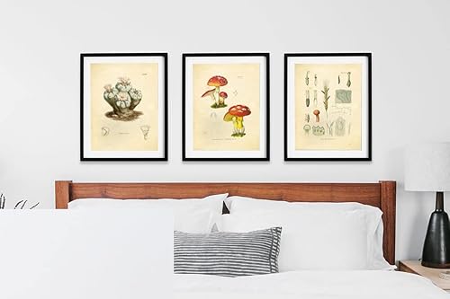 Miniatura 5 de Ink Inc. Estampados botánicos vintage  Plantas psicodélicas LSD, Peyote, hongos mágicos  Juego de 3 8 x 10 sin marco