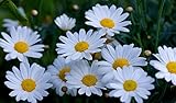 RDR Seeds 3000 Shasta Daisy Seeds Chrysanthemum Maximum
