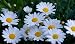 3000 Shasta Daisy Seeds Chrysanthemum Maximum