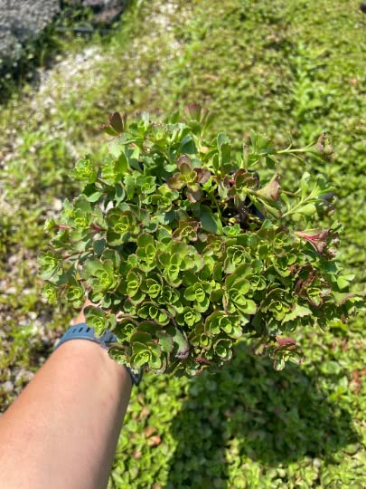 3 Dragons Blood Sedum in 4 inch containers product thumbnail 6