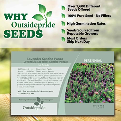 Outsidepride Perennial Lavandula Lavender Sancho Panza Fragrant Herb Garden, Heat, Drought Tolerant Plants - 50 Seeds #TOP1