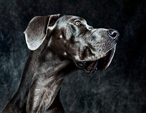 DINGQING DIY 5D diamante pintura gran danés animal diamante pintura kit número niños adultos cristal diamantes de imitación bordado punto de cruz arte artesanía regalo 30 * 40 cm