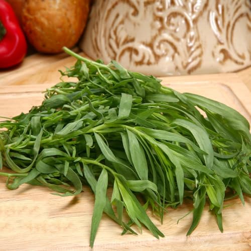 semi di dragoncello, giardino tappezzanti, biologiche freschi di dragoncello Copertura del terreno, sementi, invernali, 300pcs