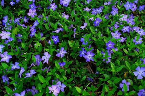 400 Vinca Plants image