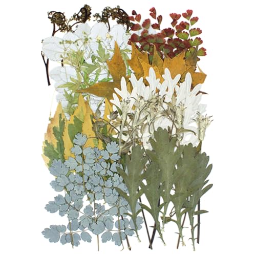Kit 50 hojas y flores secas prensadas para manualidades miniatura 1
