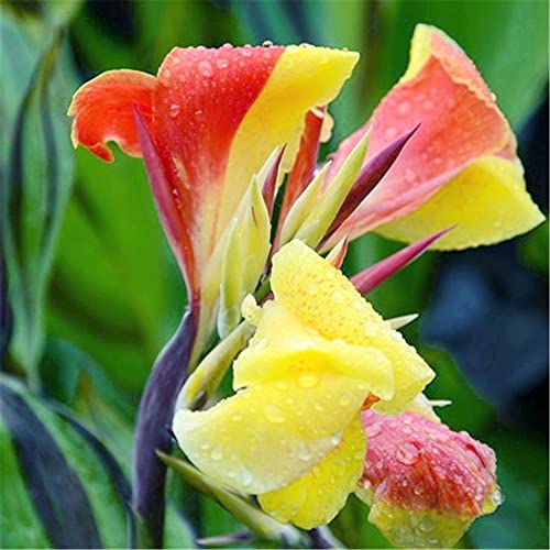 Bulbi di giglio/San Valentino Presente Magico Parco Decorazione Bouquet Vitality Rilascio 2 lampadine