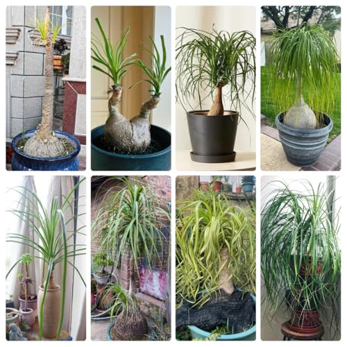 Semillas de Beaucarnea, Beaucarnea recurvata, Semillas de plantas, plantas de sombra, resistentes. Semillas de bonsái, plantas resistentes para el jardín plantas decorativas, 150pcs