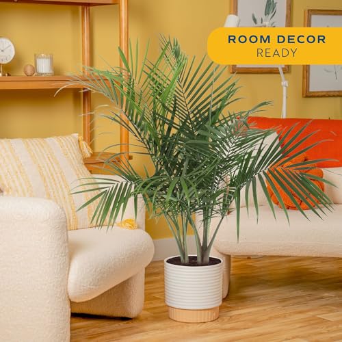 Image of Costa Farms Live Majesty Palm Indoor Plant, Real 3-4 Feet Tall Palm Tree in Decorative Plant Pot, Natural Air Purifier Room Decor, Low Maintenance Live Plants for Home Office, Pet Friendly